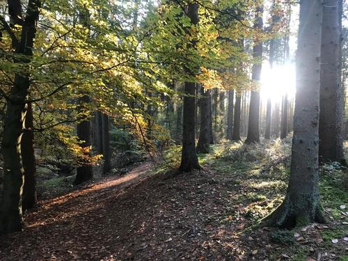 Foto - 6 Zimmer Einfamilienhaus zum Kaufen in Wildeshausen