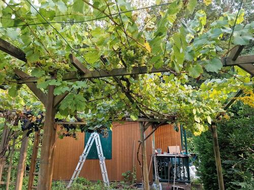 Foto - Grundst&uuml;ck in Gera zur Miete