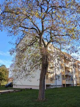 Foto - 3-Raum-Wohnung mit Aussicht im 3.OG mit Balkon, Meischnerstr. 67