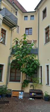 Foto - Etagenwohnung zur Miete in Kamenz