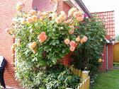 Foto - andere zur Miete in Dornum