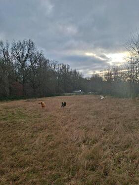 Foto - Tolles Grundstück für Hunde NM - 300,00&nbsp;EUR Kaltmiete, ca.&nbsp; 0,00&nbsp;m&sup2;