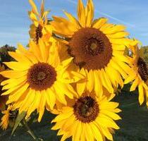 Gärten in Gröna - 130,00&nbsp;EUR Kaltmiete, ca.&nbsp; 0,00&nbsp;m&sup2; in Bernburg (Saale) (PLZ: 06406)