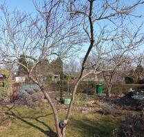 Pachtgarten abzugeben - 400,00&nbsp;EUR Kaltmiete, ca.&nbsp; 0,00&nbsp;m&sup2; in Spremberg (PLZ: 03130)