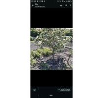 Kleingarten - 1.000,00&nbsp;EUR Kaltmiete, ca.&nbsp; 0,00&nbsp;m&sup2; in Frankfurt (Oder) (PLZ: 15232) Beresinchen