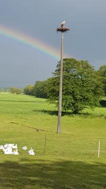 Foto - Ferienwohnung bei Schwerin, in Mirow, Natur pur m. Storchenblick