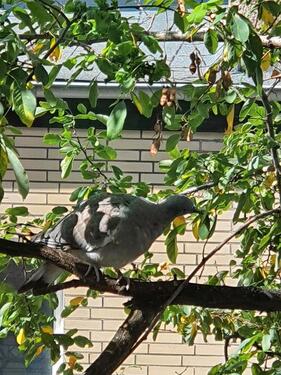 Foto - Reihenmittelhaus - 529.000,00&nbsp;EUR Kaufpreis, ca.&nbsp; 148,00&nbsp;m&sup2;