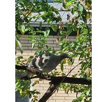 Reihenmittelhaus - 529.000,00&nbsp;EUR Kaufpreis, ca.&nbsp; 148,00&nbsp;m&sup2; in Düsseldorf (PLZ: 40595) Stadtbezirk 10