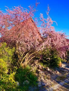 Foto - Mehrfamilienhaus, Wohnhaus in Wernigerode zum Kaufen