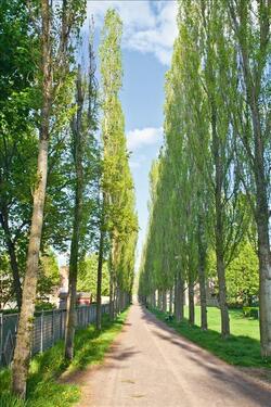 Foto - 4 Zimmer Etagenwohnung zur Miete in Magdeburg