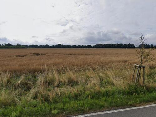 Foto - Sophienthal bei Letschin , 1514 qm Ackerstreifen