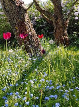 Foto - 14 Zimmer Einfamilienhaus zum Kaufen in Döbeln