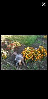 Foto - Doppelgarten Laube Pachtgarten Lindau (Dessau Magdeburg) 900m²