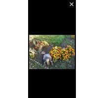 Doppelgarten Laube Pachtgarten Lindau (Dessau Magdeburg) 900m² - Zerbst (Anhalt) Leps