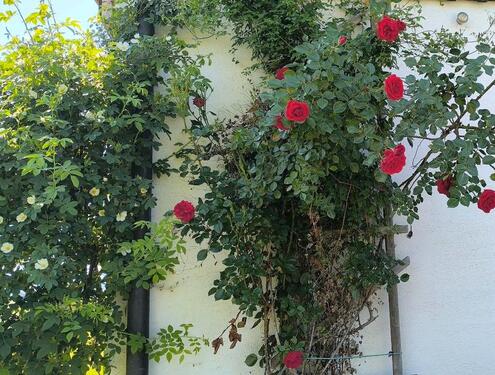 Foto - andere in Betzigau zur Miete