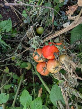 Foto - Grundstück in Schkeuditz zur Miete