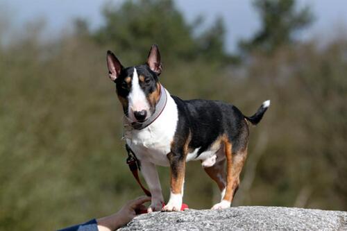 Foto - Haus in Alleinlage ( Tierschutzprojekt ) mit großem Grundstück
