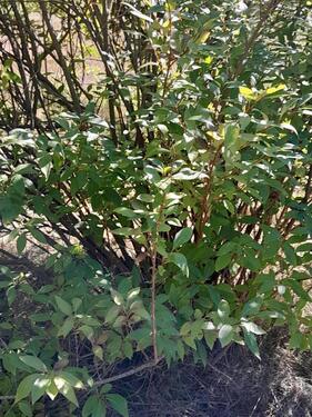 Foto - Grundst&uuml;ck in Seehausen (Altmark) zur Miete
