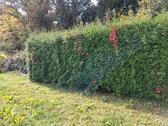 Foto - 3 Zimmer Doppelhaushälfte in Leichlingen (Rheinland)