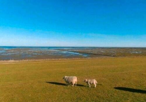 Foto - Ferienwohnung 'Moin Moin!' bei Büsum an der Nordsee