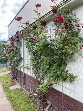 Foto - Hochparterre in Bad Pyrmont zur Miete