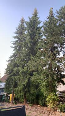 Foto - 2 Zimmer Studio DG - Villa Vogelsgesang- voll möbliert