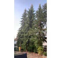 2 Zimmer Studio DG - Villa Vogelsgesang- voll möbliert - Mainz Gonsenheim