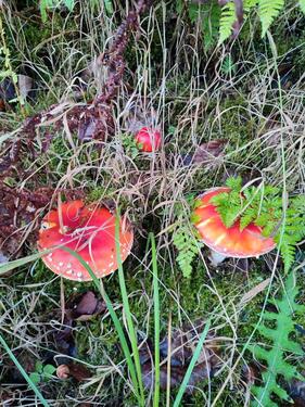 Foto - andere in Attendorn zur Miete