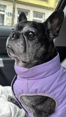 Foto - 3 Zimmer Etagenwohnung zur Miete in Berlin