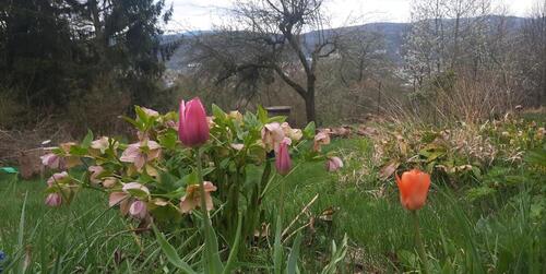 Foto - Grundstück zur Miete in Bad Sooden-Allendorf
