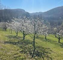 Kirschenplantage zu verpachten - 200,00&nbsp;EUR Kaltmiete, ca.&nbsp; 0,00&nbsp;m&sup2; in Pretzfeld (PLZ: 91362)