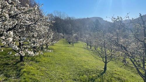 Foto - Grundst&uuml;ck zur Miete in Pretzfeld