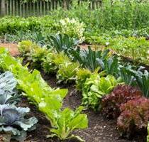 Garten Beete zu vermieten - 2,00 EUR Kaltmiete, ca.  0,00 m² in Neubrandenburg (PLZ: 17033)