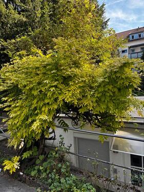 Foto - Gewerbe Laden Atelier Studio Einzelhandel abzugeben