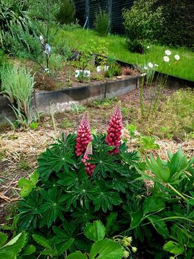 Foto - Grundst&uuml;ck zur Miete in Waldheim