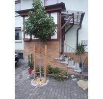 Altes Kleines Haus mit Scheune - 69.000,00 EUR Kaufpreis, in Diemelsee (PLZ: 34519)