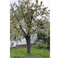 Charmantes Fachwerkhaus mit viel Platz in Bleichenbach - Ortenberg