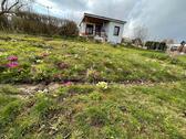 Foto - Garten im KGV ( Kleingarten, Schrebergarten )