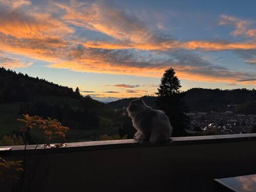 Foto - Wohnung (Ab circa Aprilbegrenzt 3 Monate Urlaubsvertretung)