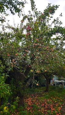 Foto - Grundstück zur Miete in Brandenburg an der Havel