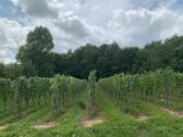 Foto - 15,6 Ar Reben Weißburgunder zu verpachten