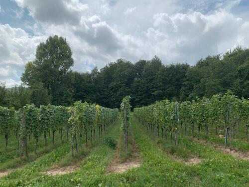 Foto - 15,6 Ar Reben Weißburgunder zu verpachten