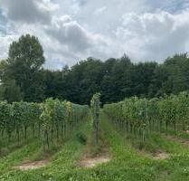 15,6 Ar Reben Weißburgunder zu verpachten - Endingen am Kaiserstuhl
