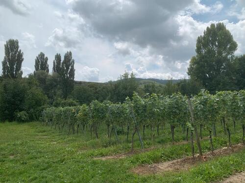 Foto - Grundstück zur Miete in Endingen am Kaiserstuhl