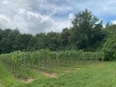 Foto - Grundstück in Endingen am Kaiserstuhl