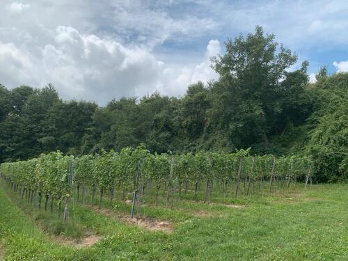 Foto - Grundstück in Endingen am Kaiserstuhl