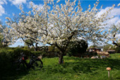 Foto - Grundstück in Greifswald zur Miete