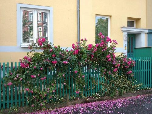 Foto - 3 Zimmer Etagenwohnung zur Miete in Weimar