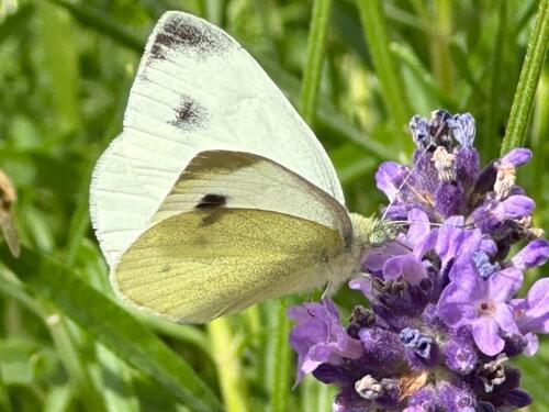 Foto - Erdgeschoßwohnung in Ulm zur Miete