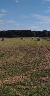 Foto - Grünland , Buxtehuder Moor - 3,00&nbsp;EUR Kaltmiete, ca.&nbsp; 0,00&nbsp;m&sup2;